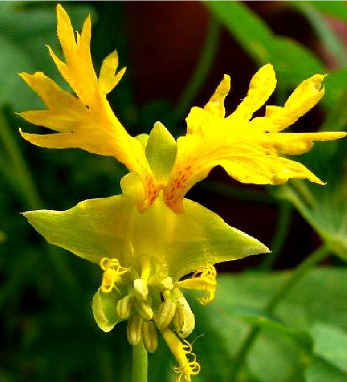 Hạt Giống hoa dây leo cánh phượng dể trồng(gói 4 hạt)