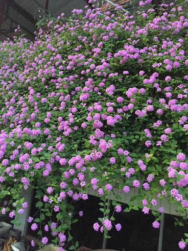 Ngũ sắc tím ( cây buông rủ ) - 1 bầu 2 cây như hình