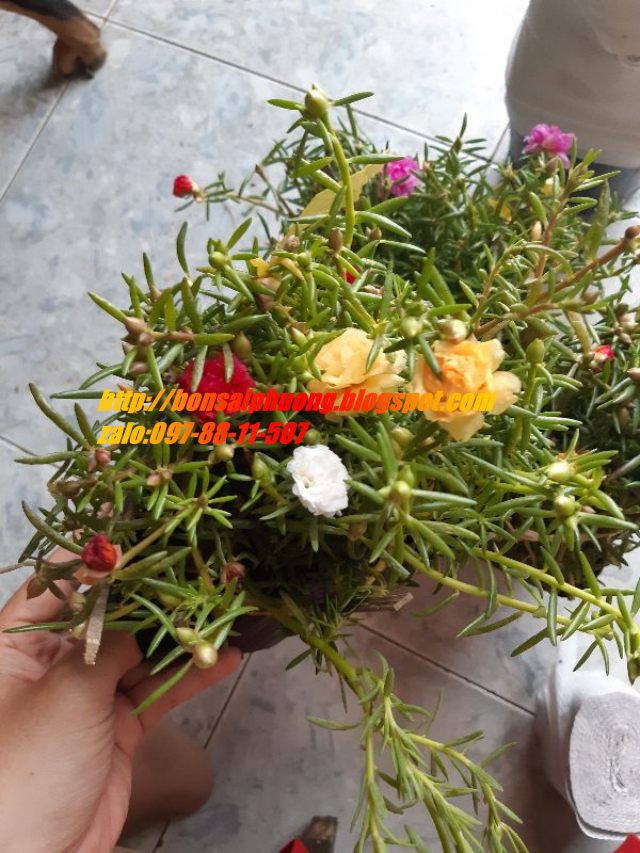 combo 3 chậu hoa 10 giờ THÁI - VIỆT - MỸ