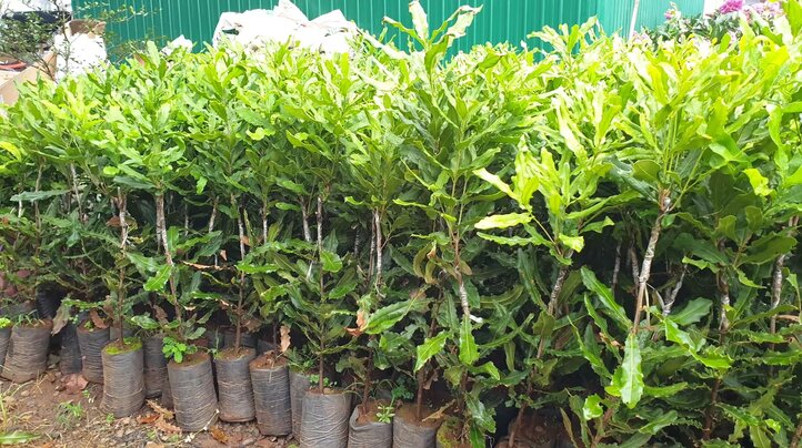 1kg hạt giống cây mắc ca