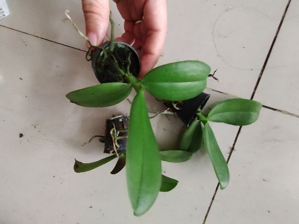 Hồ điệp hoa đại giống
