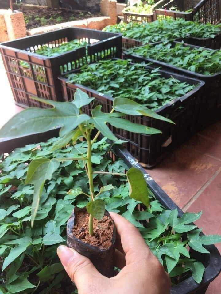 Giống cây đu đu đực