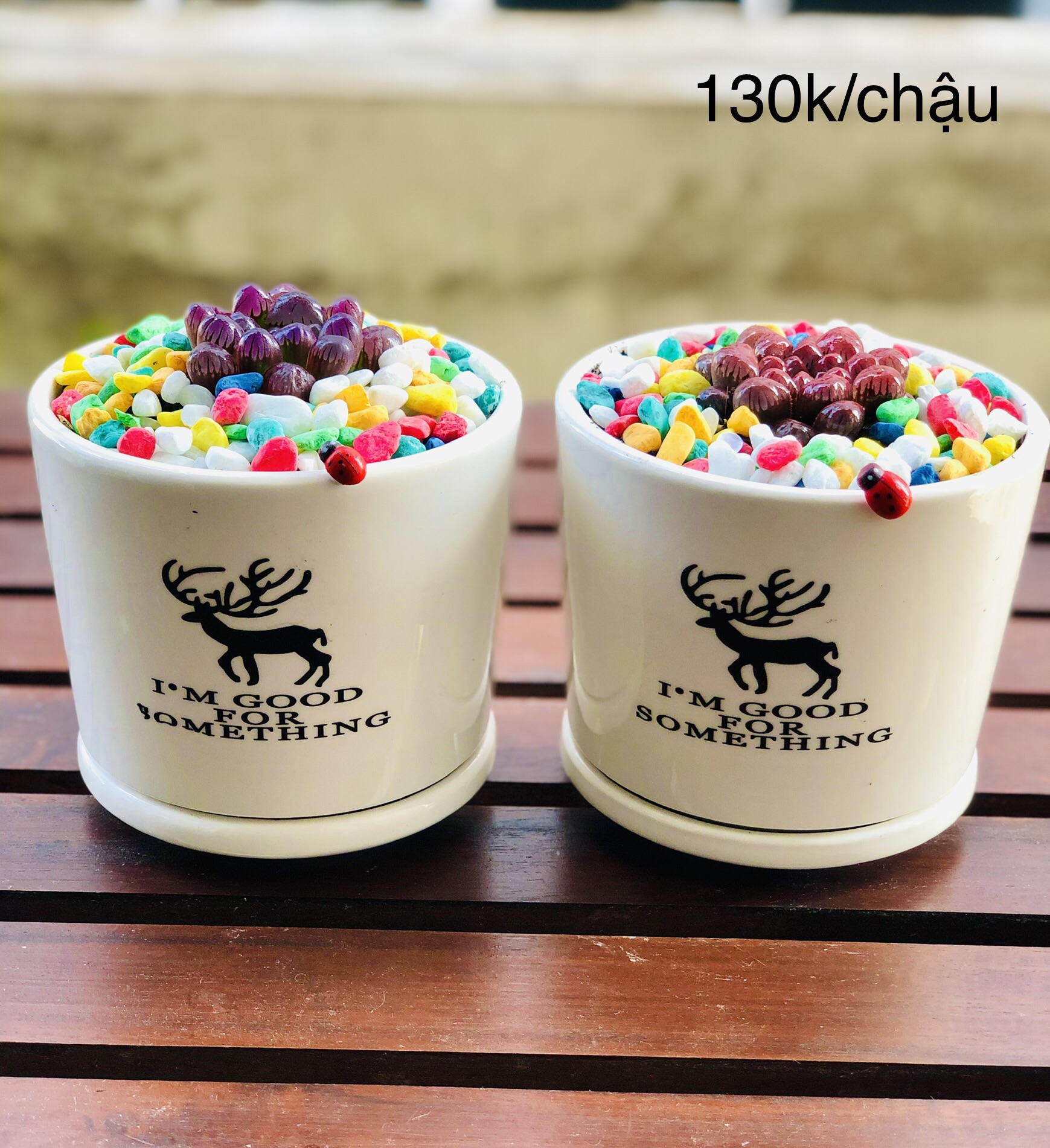 Chậu sen đá kim cường màu, bao gồm chậu