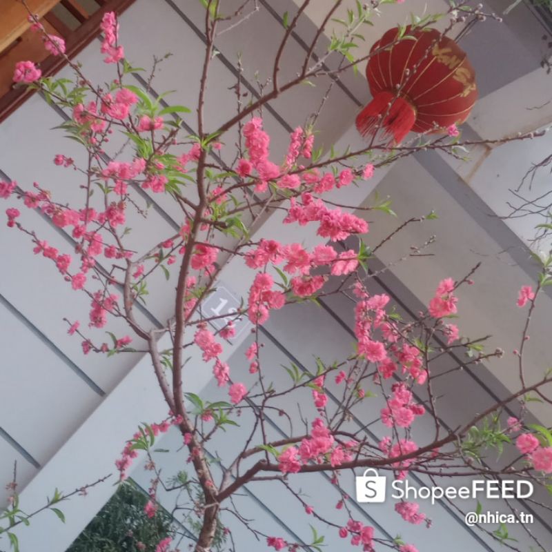 CÂY GIỐNG HOA ĐÀO BÍCH