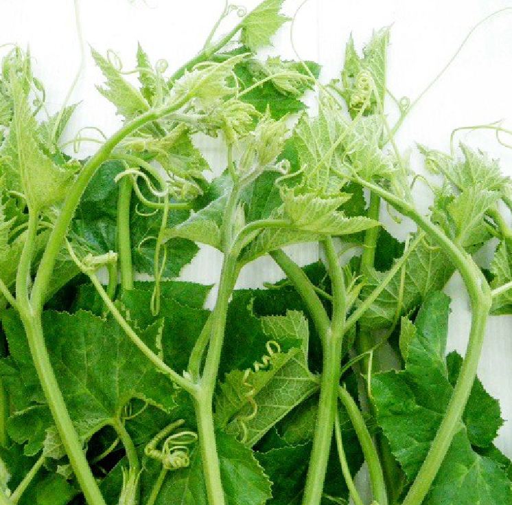 Hạt giống bi ngọn ( bí siêu đọt ) CT06- Gói 5gram