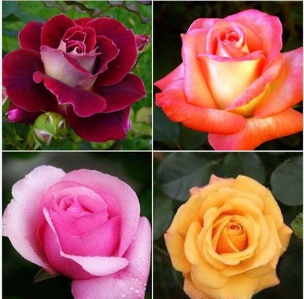 Mixed Dutch Rose Seeds (20 Seeds/Includes Seed Germination Stimulant Package)