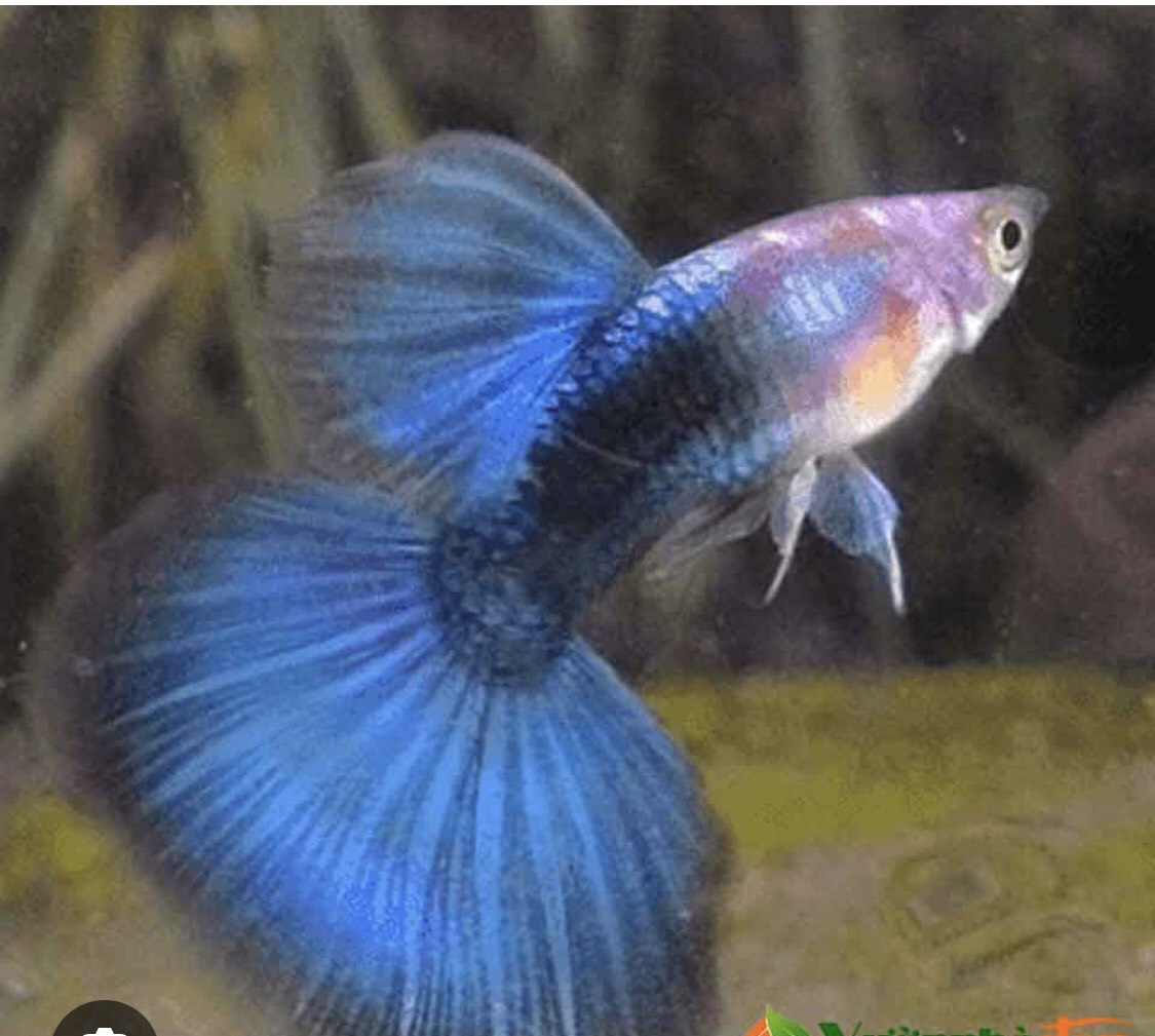 hb blue guppy - 7 màu