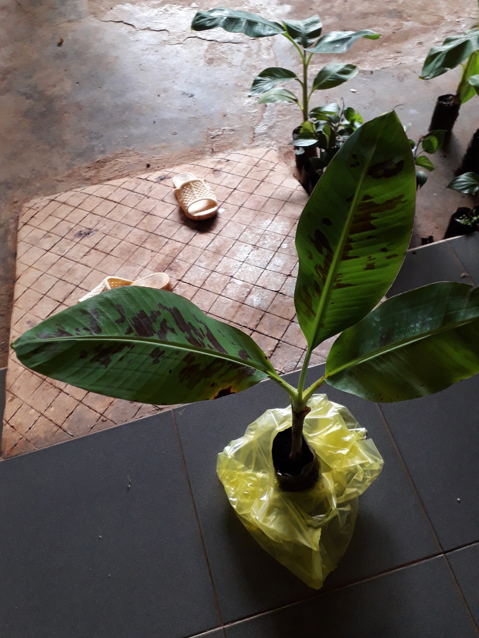 CÂY GIỐNG CHUỐI LABA SIÊU SỚM. (cam kết giống chuẩn có bảo hành) (Magnolia Boutique store)