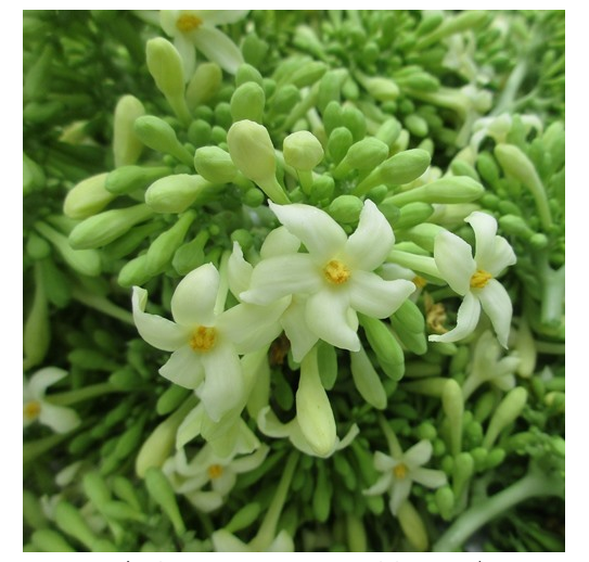 "Gói 20 Hạt " Hạt giống cây đu đủ đực