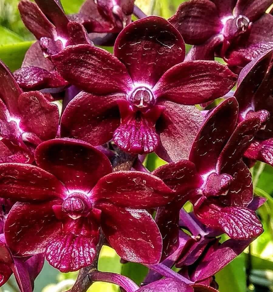 Hoa lan ngọc điểm lai Vanda