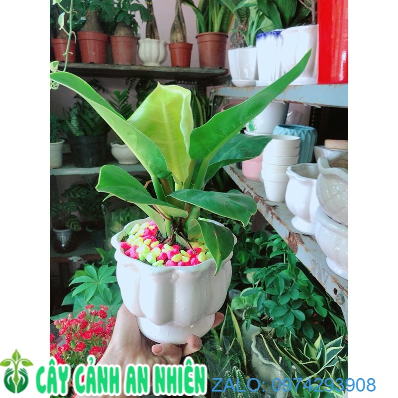 Chậu trầu bà đế vương phong thuỷ để bàn
