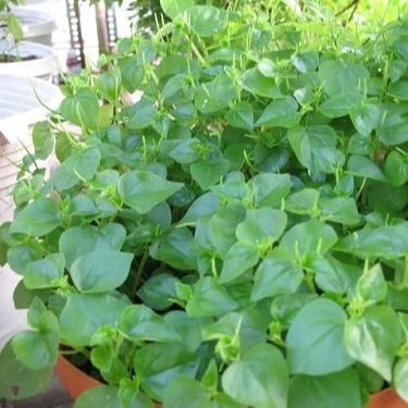 (0.5gr) Hạt Giống Rau Càng Cua