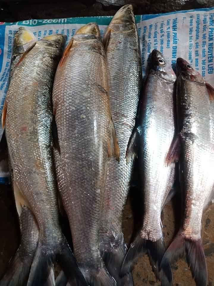 Cá Sấy 1Kg (Cá Măng Sông Đà)