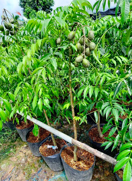 Cây Giống Cóc Thái Lùn Siêu Trái