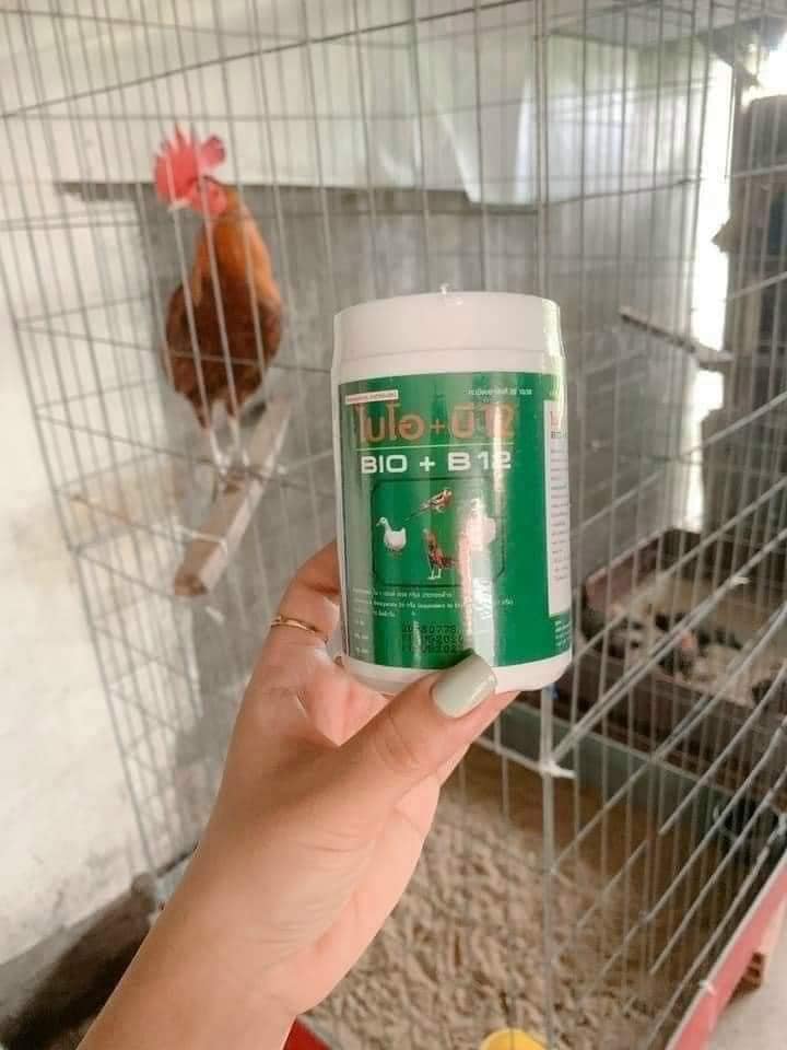 Phòng dịch BIO B12 và nuôi gà con mau lớn