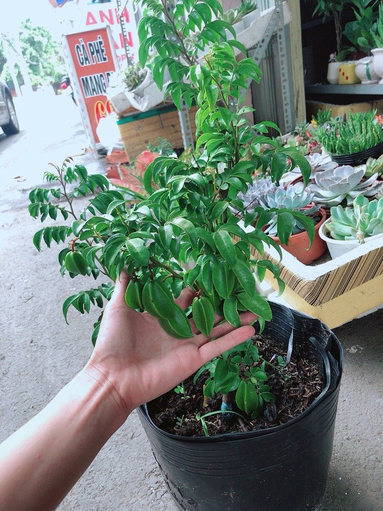 Cây Khế Trái Đầy Cây