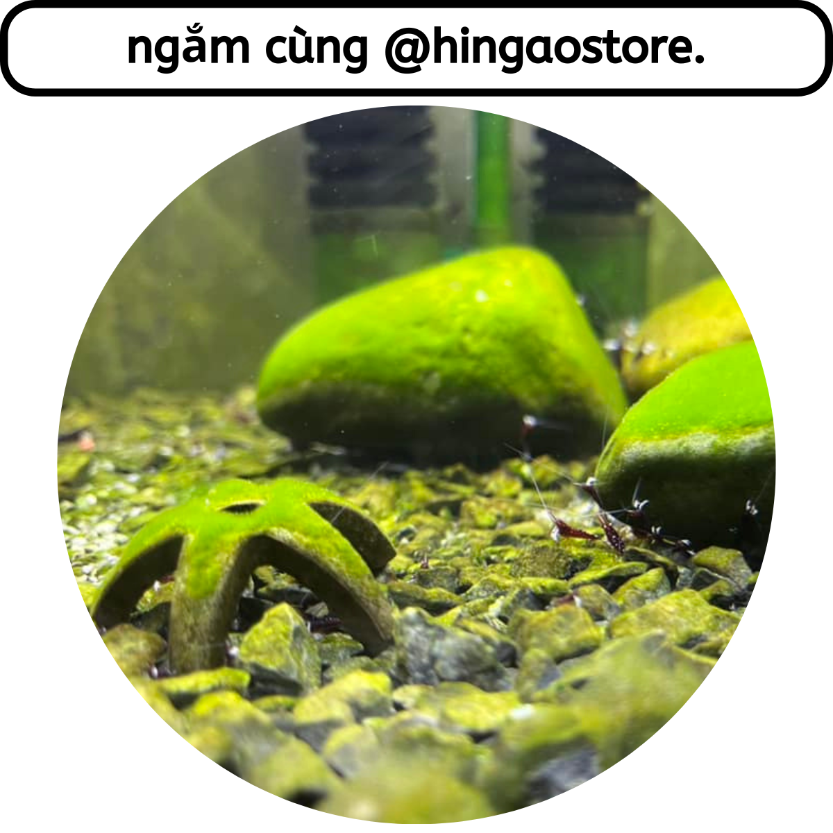 Cám cá Koi Mini Omega 20G - Thức ăn cá Koi mini | Hingaostore.