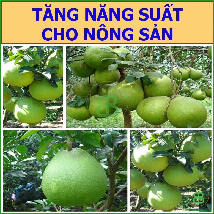 Phân Bón Hỗn Hợp Đầu Trâu NPK 20-20-15