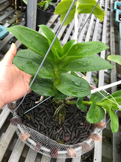 hoa phong lan ( kie phi điệp lá mít Văn Sơn )