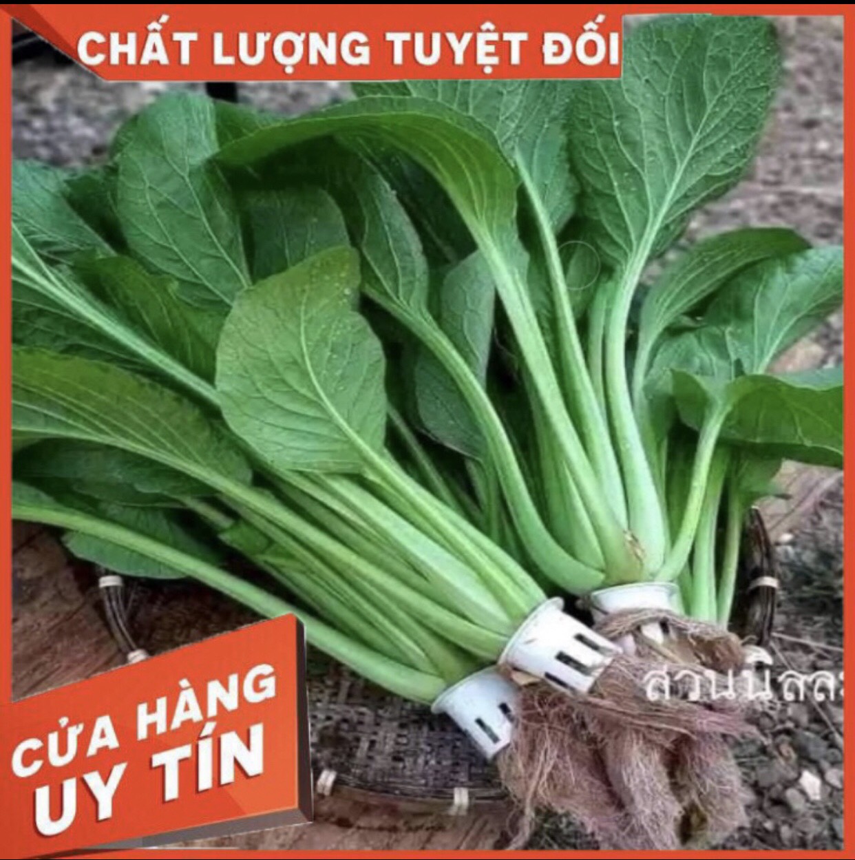 HẠT GIỐNG CẢI NGỌT KHỔNG LỒ THÁI LAN