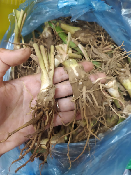 Set 10 củ ( tặng kèm phân ) hoa huệ ta- củ khỏe