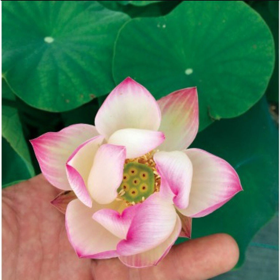 Hạt Giống Hoa Sen Mini Nhật Bản ( chọn màu )