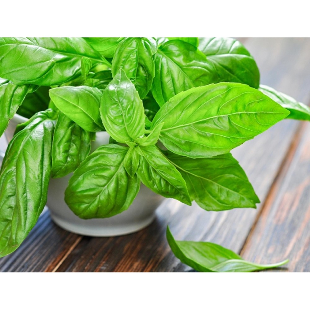 Hạt Giống Rau Húng Tây Basil Italy (Quế Tây) Lá To, Dễ Trồng, Nhanh Thu Hoạch (2 Gam ~ 7000 hạt)