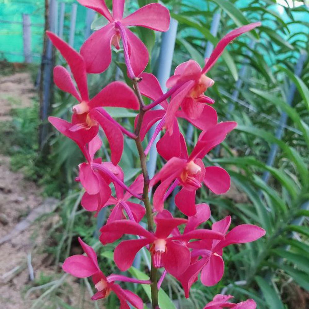 Hoa Lan Mokara