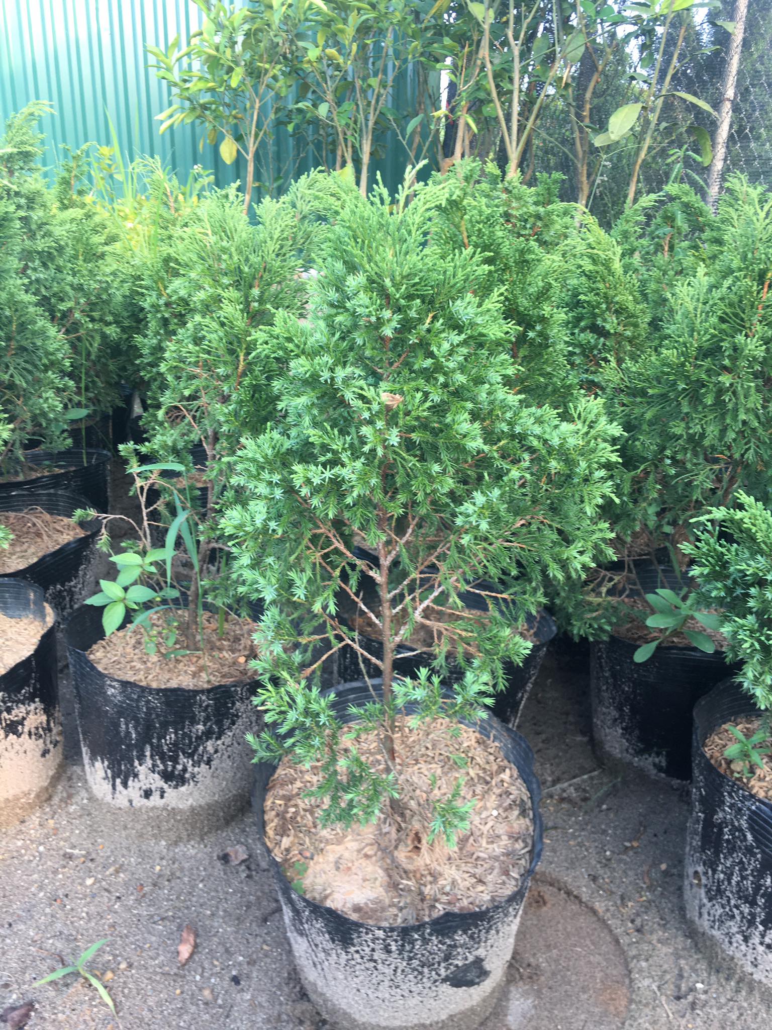 Cây tùng tháp (tùng cối, duyên tùng) cây cao 40-50cm (chưa giao các tỉnh thành miền nam)