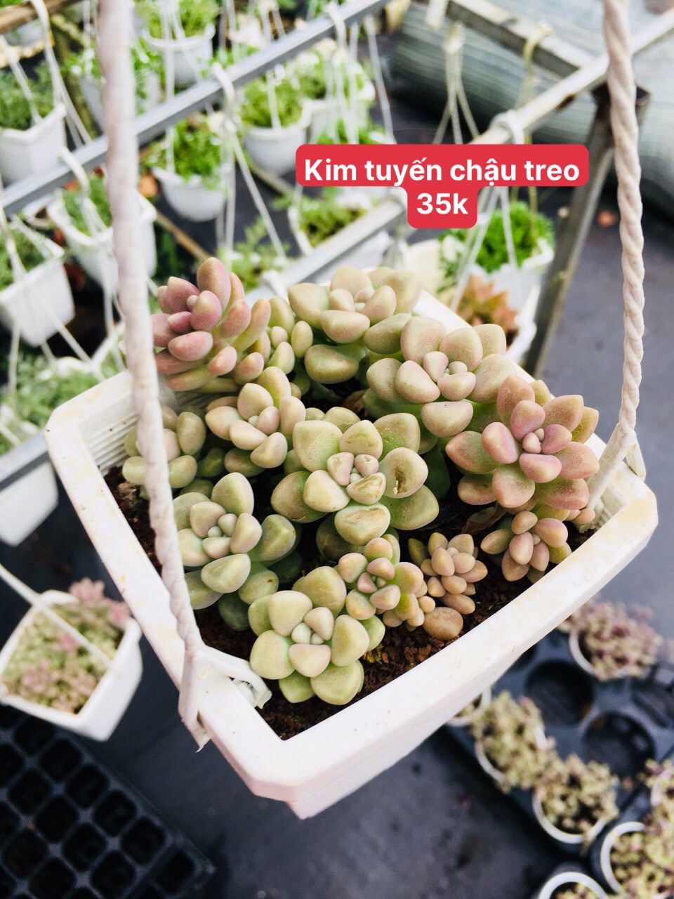 Sen đá kim tuyến (chậu treo)