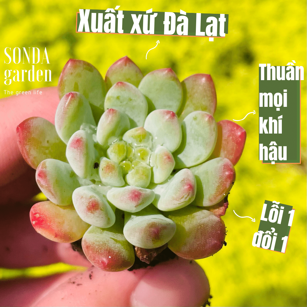 Sen đá hoàng hôn size mini lỗi 1 đổi 1