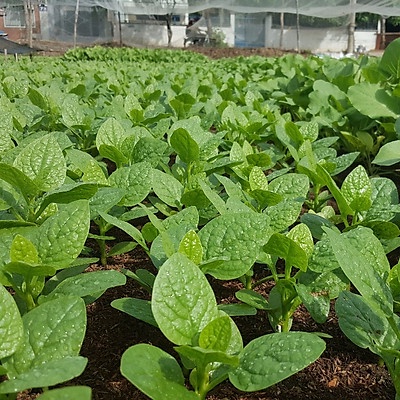 Hạt Giống Mồng Tơi Cao Sản 20gr - h2t farm