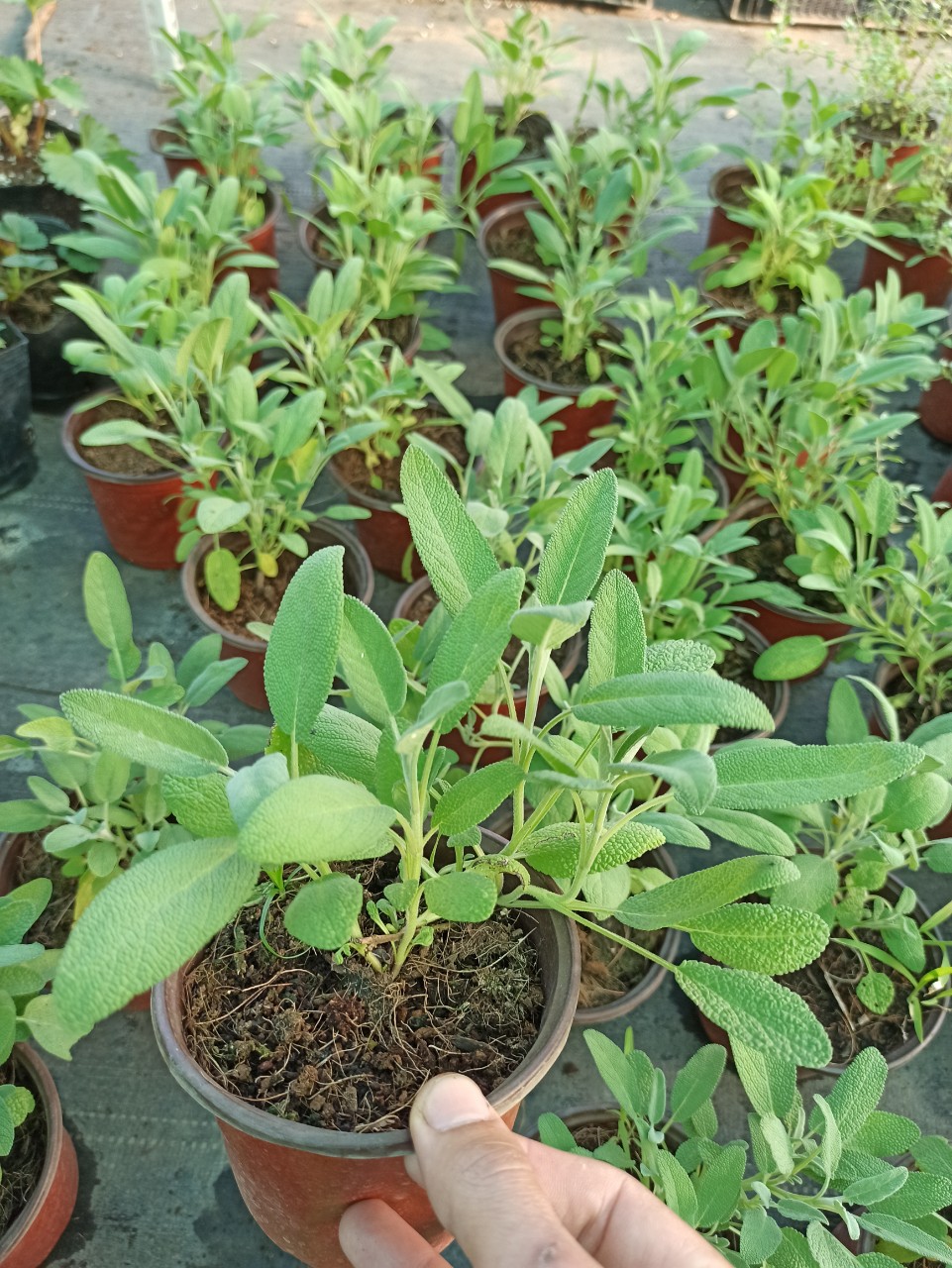 cây xô thơm (sage)