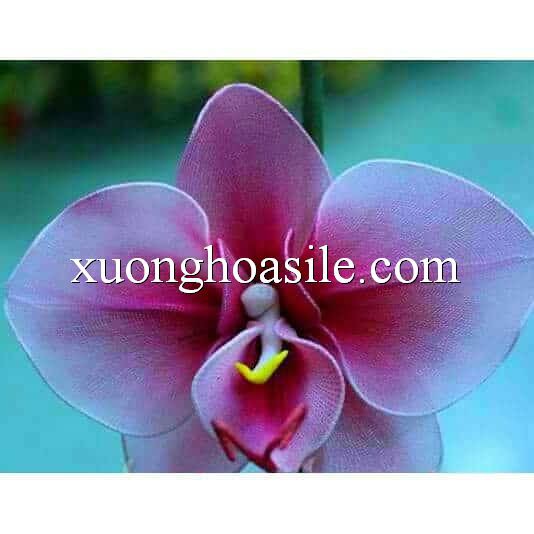 [HCM]NHỤY LAN HỒ ĐIỆP