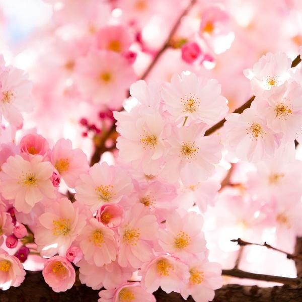 [ SP Mới Về] - Hạt giống hoa anh đào