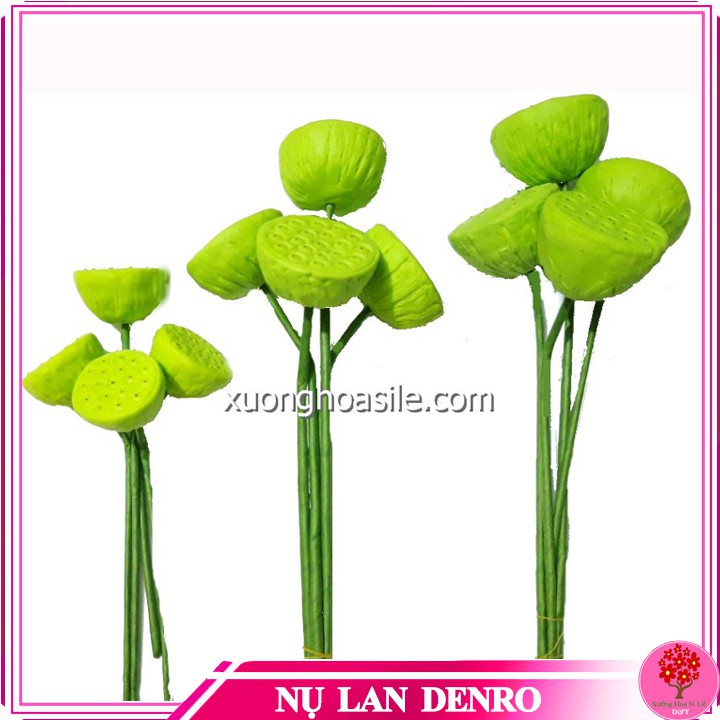 Gương sen đài sen