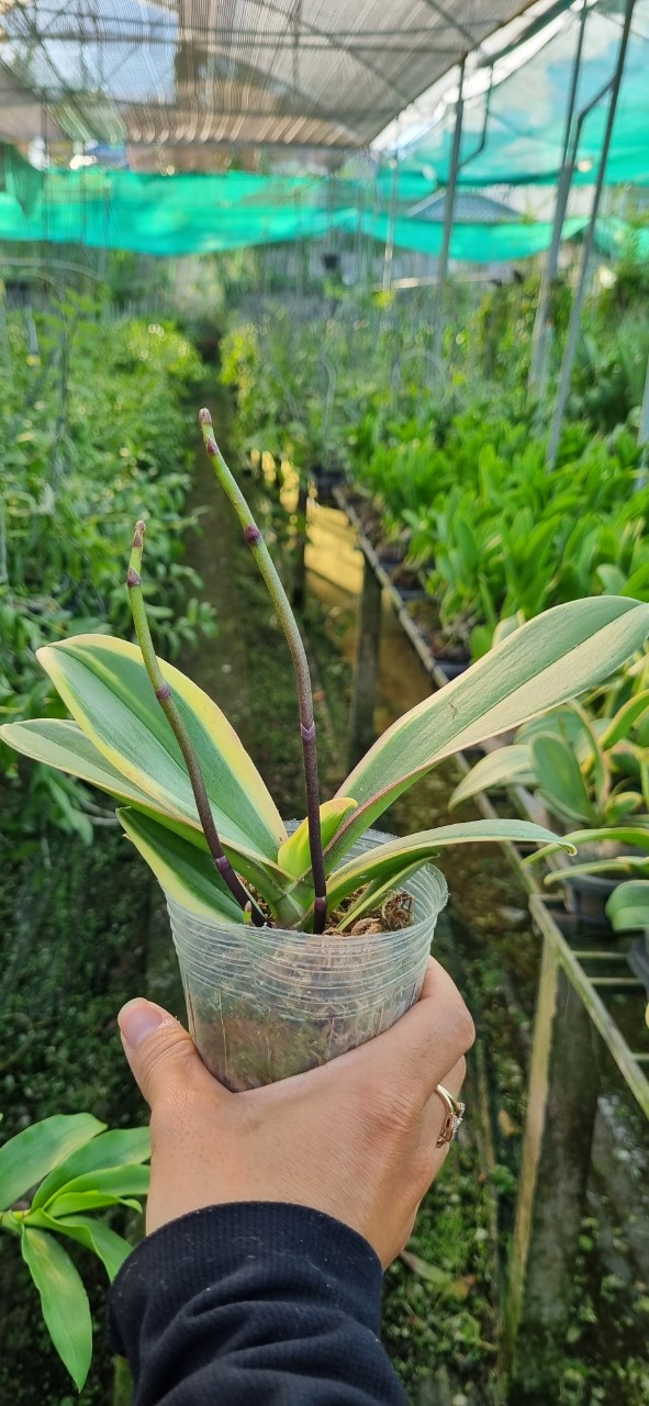 Hoa lan hồ điệp lá biên