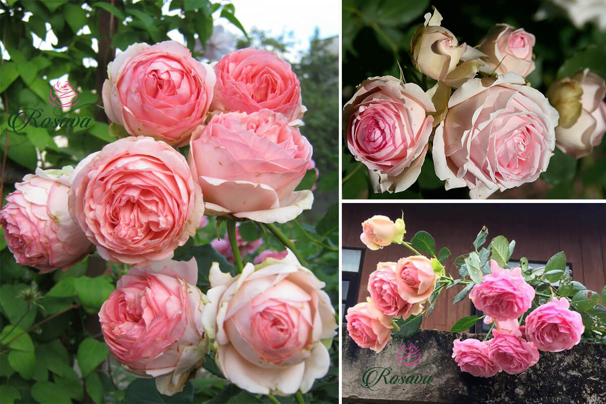 Hoa hồng bụi Mini Eden Rose - say hoa