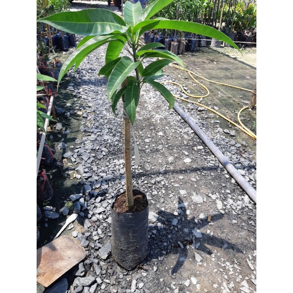 Cây giống xoài trái tím