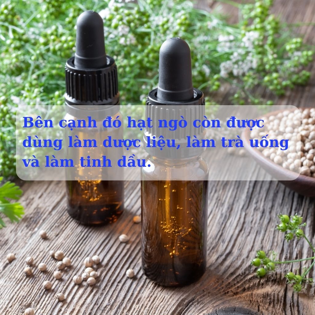Hạt ngò, hạt mùi khô gia vị