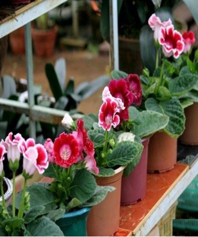 Hạt giống hoa Tử la lan - Gói lớn nhiều hạt - Tặng gói kích nảy mầm