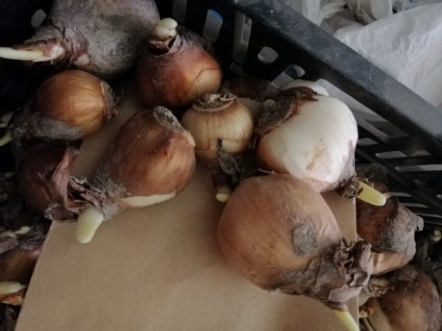Củ giống hoa thủy tiên( củ nhỏ củ giống)