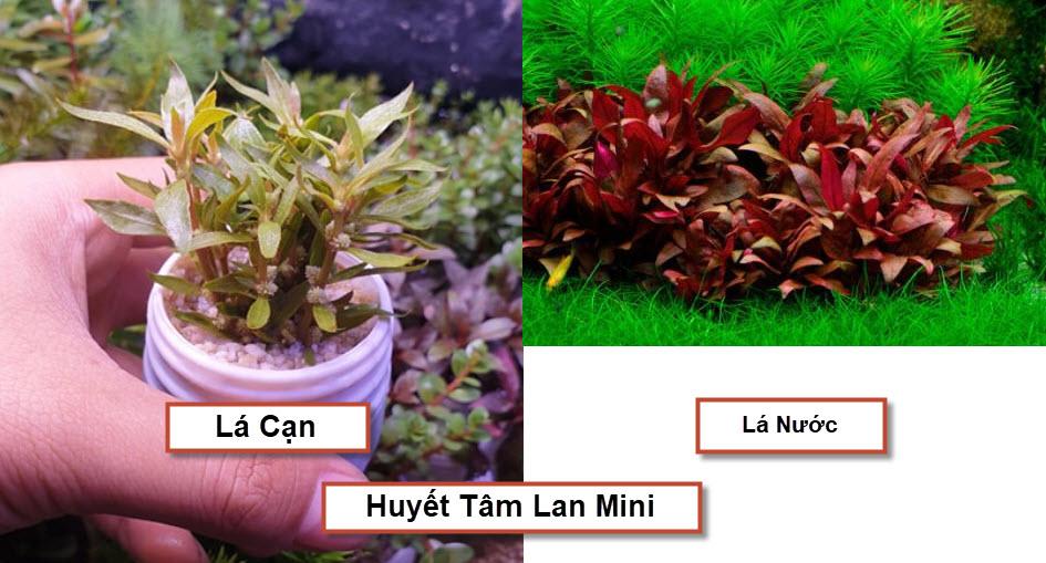 [Hoàn Tiền 10%] Cây Thủy Sinh: Huyết Tâm Lan Mini