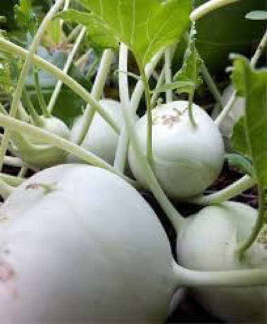 Hạt Giống Su Hào Trắng  F1