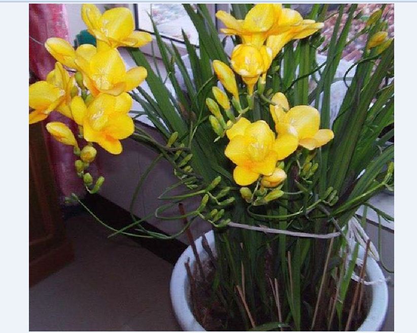 Củ giống hoa lan nam phi hoa màu vàng ( 1 củ - kèm 1 viên nén ươm củ)