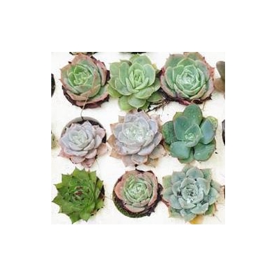 sen đá Nửa vĩ mix sen đài 84 cây