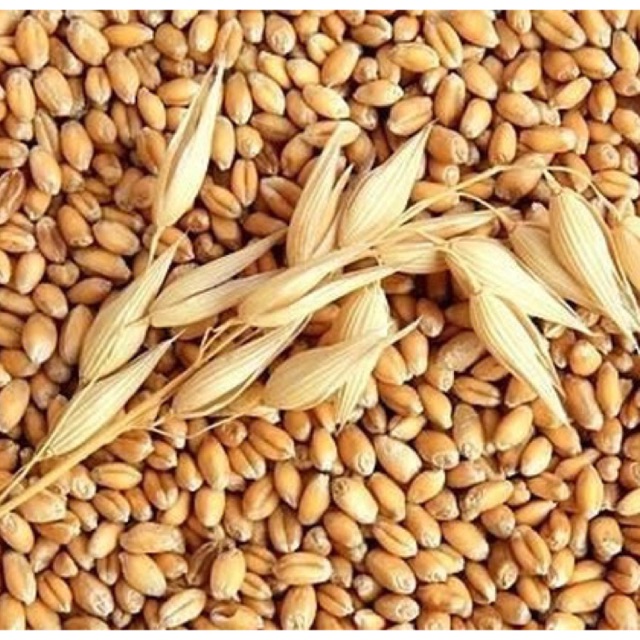 Lúa mì 500g trồng cỏ lúa mì nảy mầm 99,99%