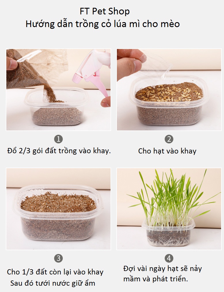 Bộ Trồng Cỏ Lúa Mì Cho Mèo