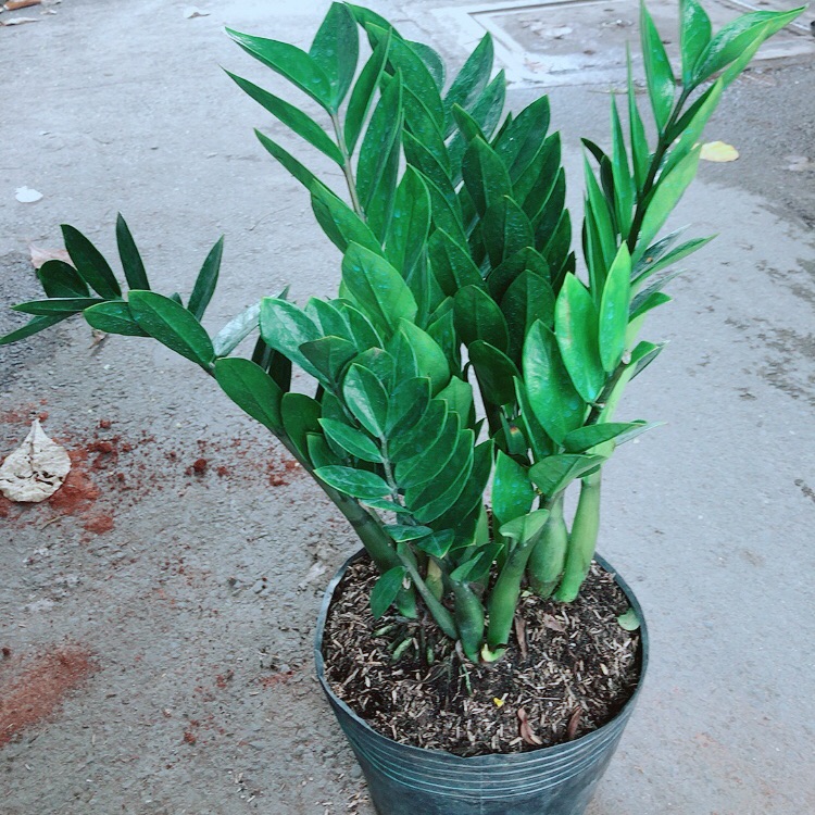 Kim tiền lớn