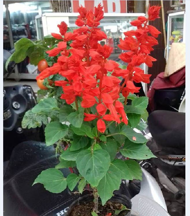 "Gói 100 "Hạt giống hoa xác pháo đỏ [Seeds]